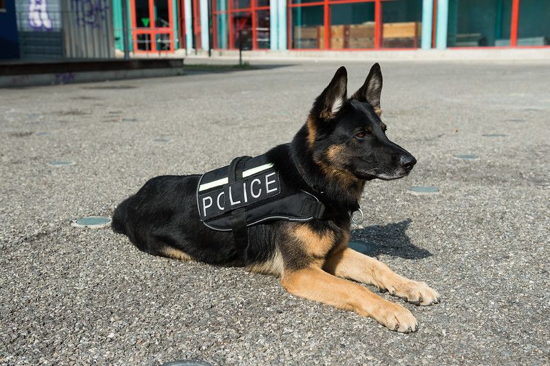 what language do police dogs understand