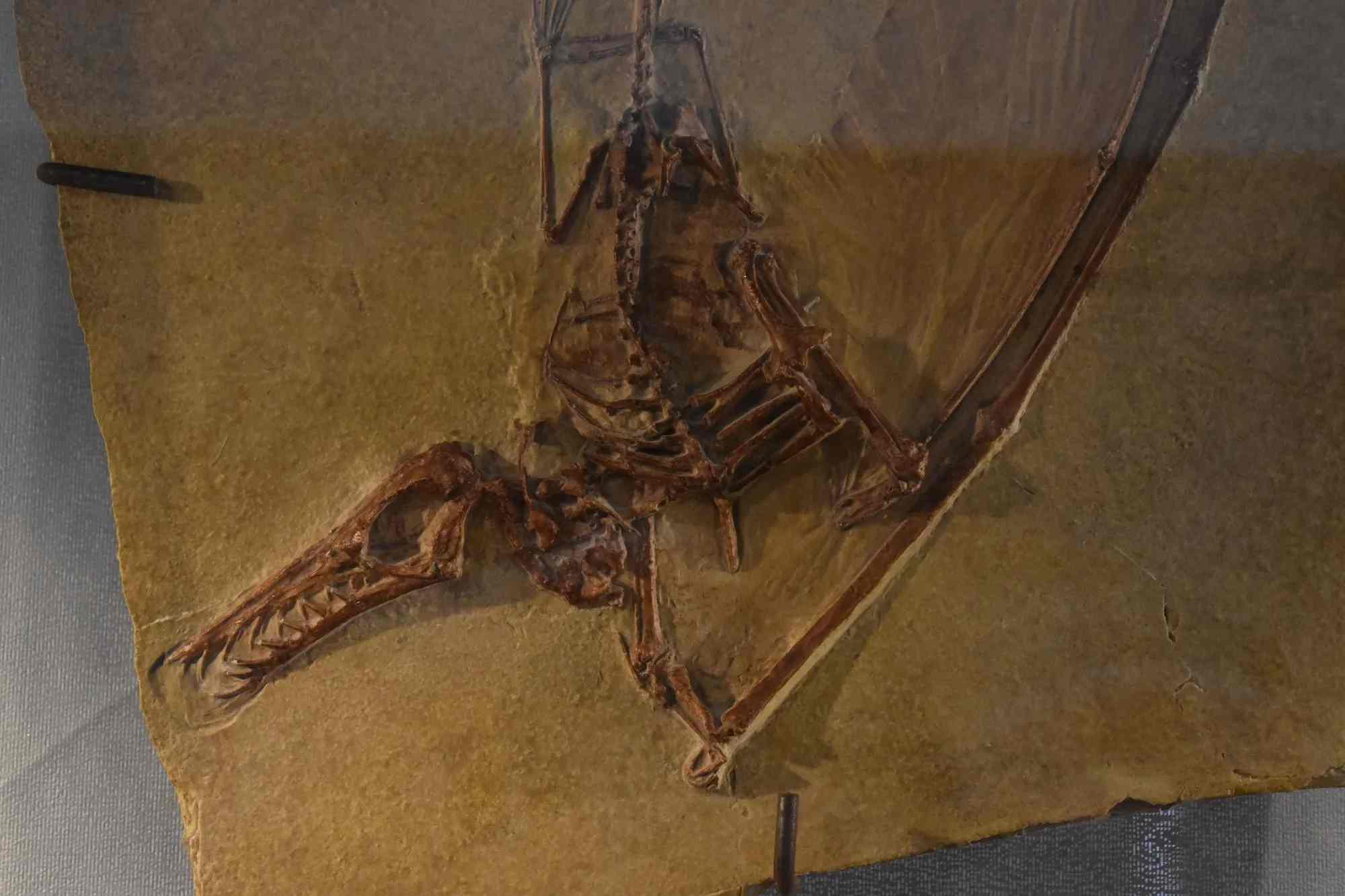 Rhamphorhynchus was a flying reptile from the dinosaur age.