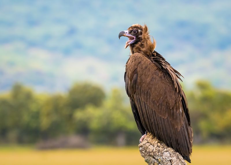 An impressive wild Eurasian black vulture.