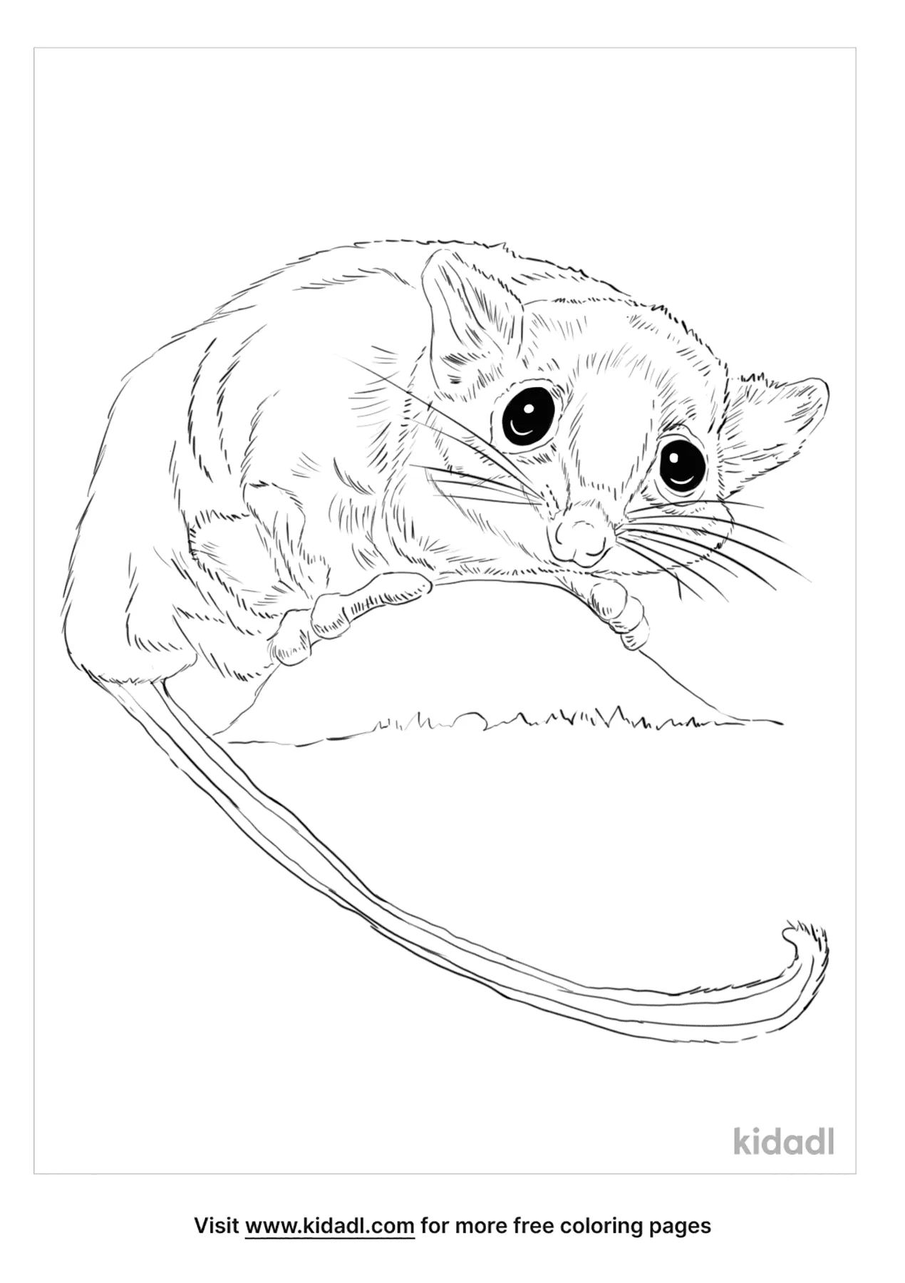 sugar gliders coloring pages