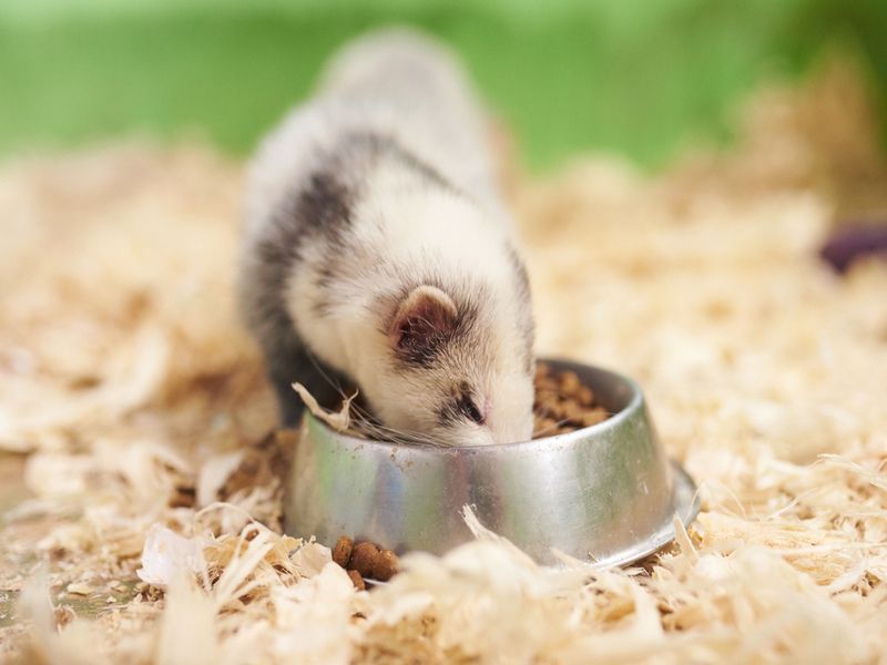 Light gray ferret eats from the trough