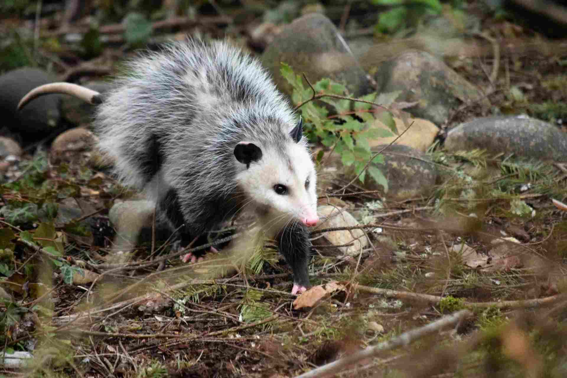 Do Possums Eat Rats? Understanding A Possum's Preferred Palette | Kidadl