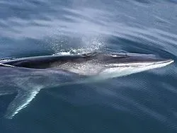 Fin whales are found more in the northern hemisphere than in the southern hemisphere.