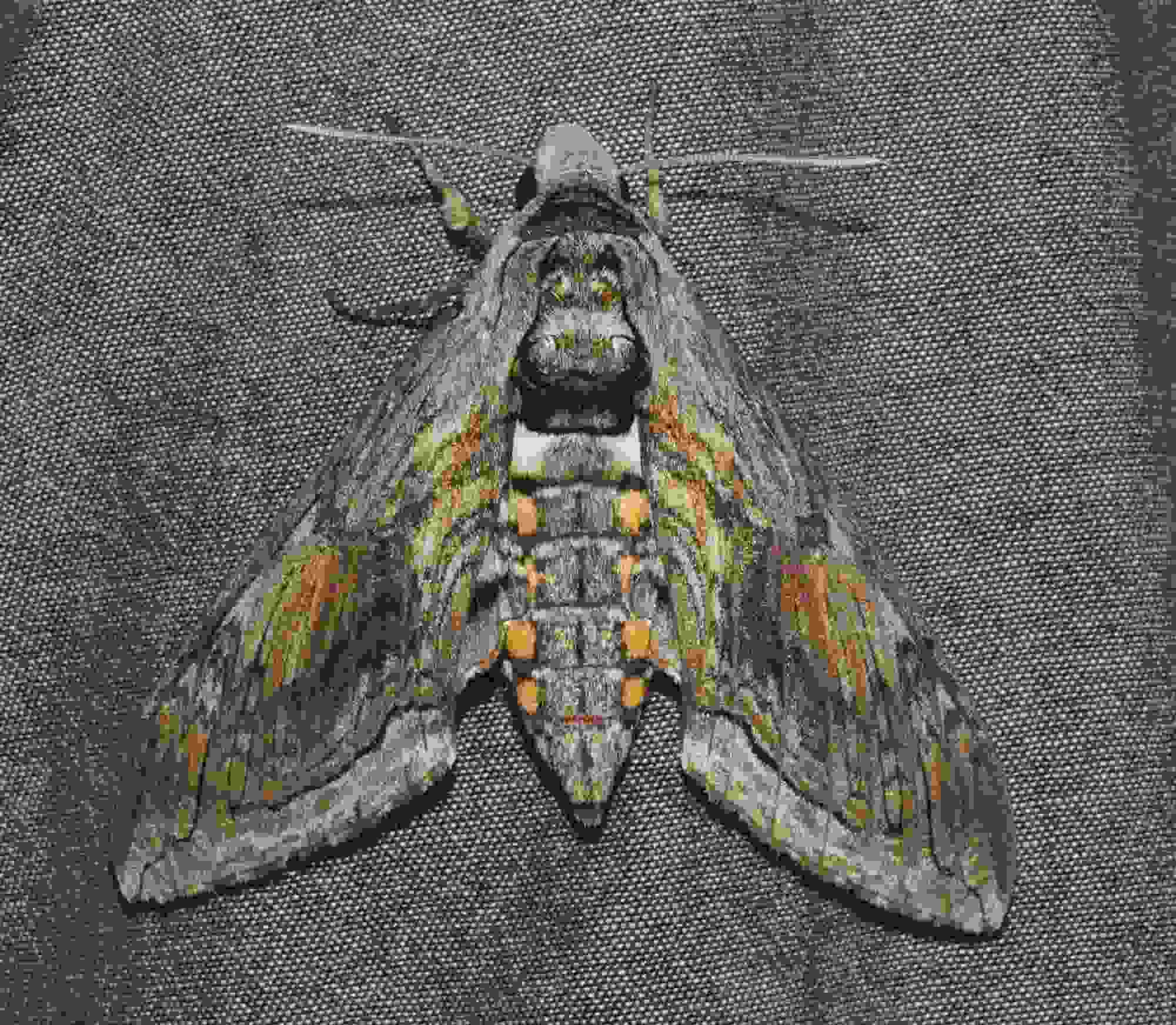 Five-Spotted Hawk Moth Facts