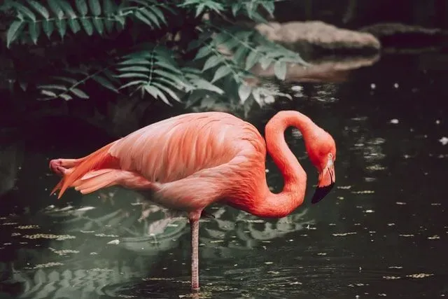 There are many interesting flamingo facts about their beaks and their unique appearance.