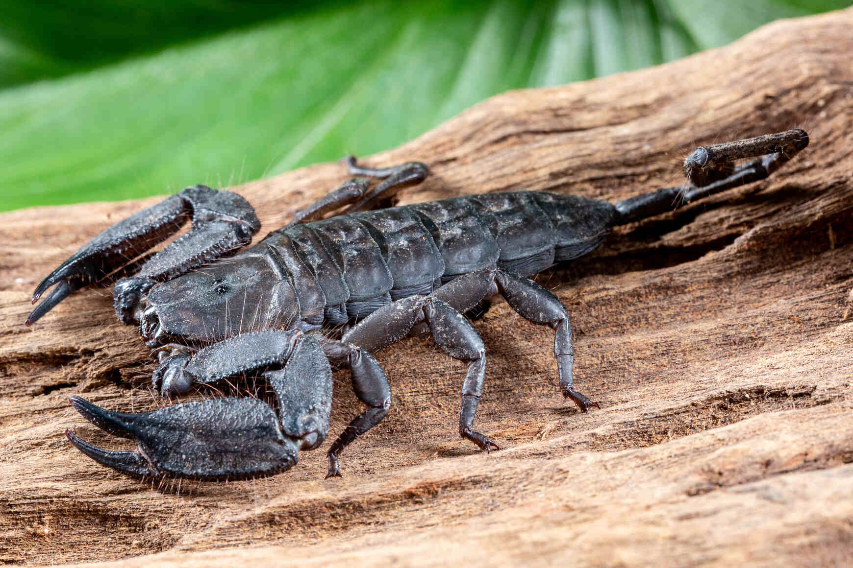 Can Scorpions Kill You? Can You Survive A Scorpion Sting? | Kidadl