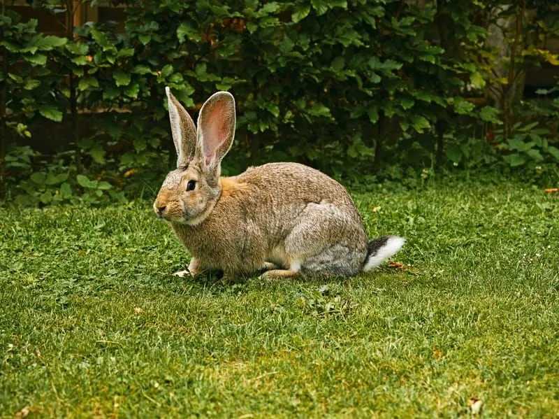 Flemish giant rabbits are adorable rabbits