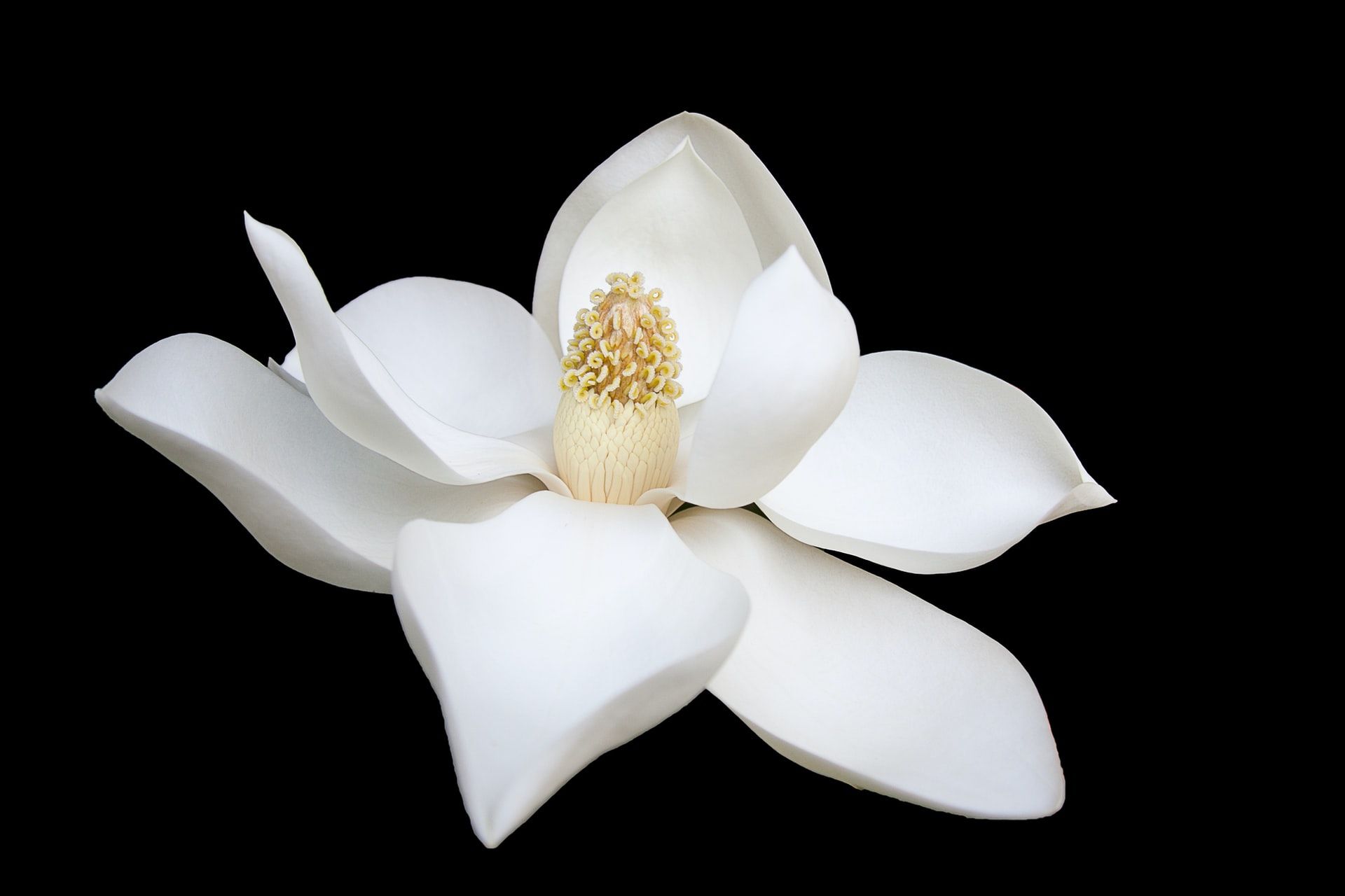 White flower names for girls are extremely popular with parents.