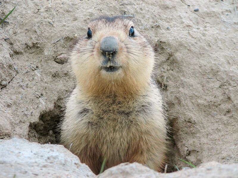 Groundhog Tail: Why Do Groundhogs Raise Their Tail, Twirl It And More! |  Kidadl