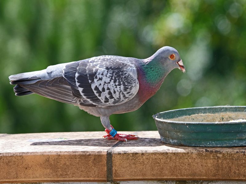 Racing pigeon having food.
