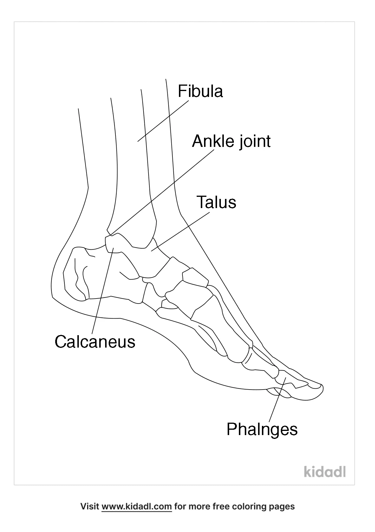 online anatomy coloring pages