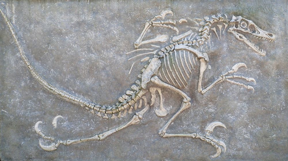 What Is A Person Who Studies Fossils Called? Must-Read Facts | Kidadl