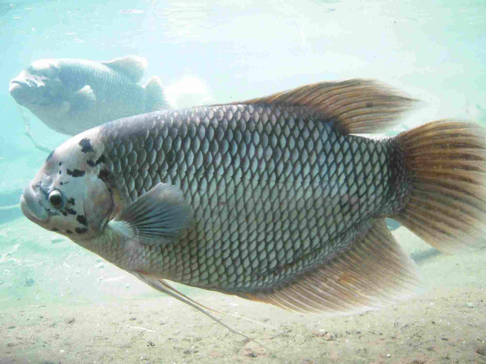 The giant gourami is a freshwater fish species