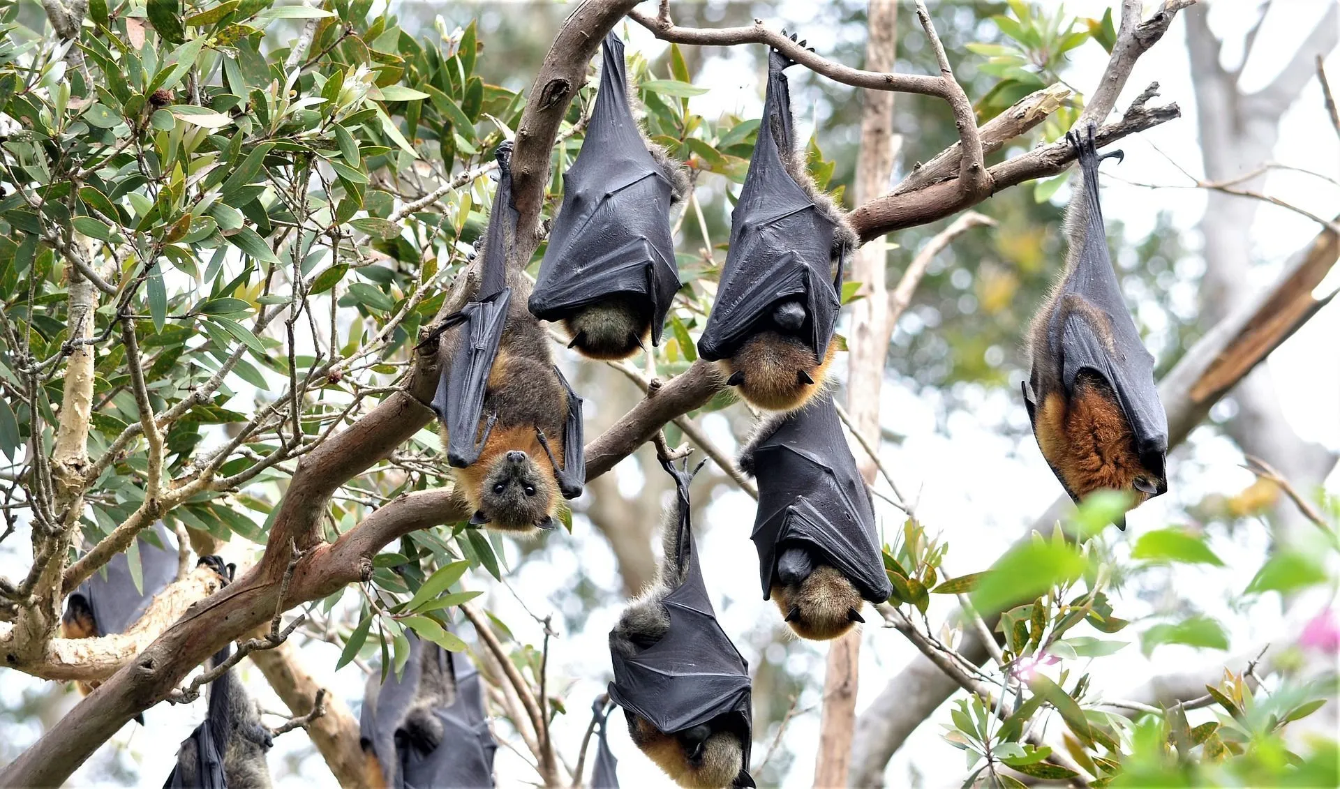 Bats are sociable creatures who prefer to gather in groups. This group of bats is described as a colony, cauldron, cloud, or camp.