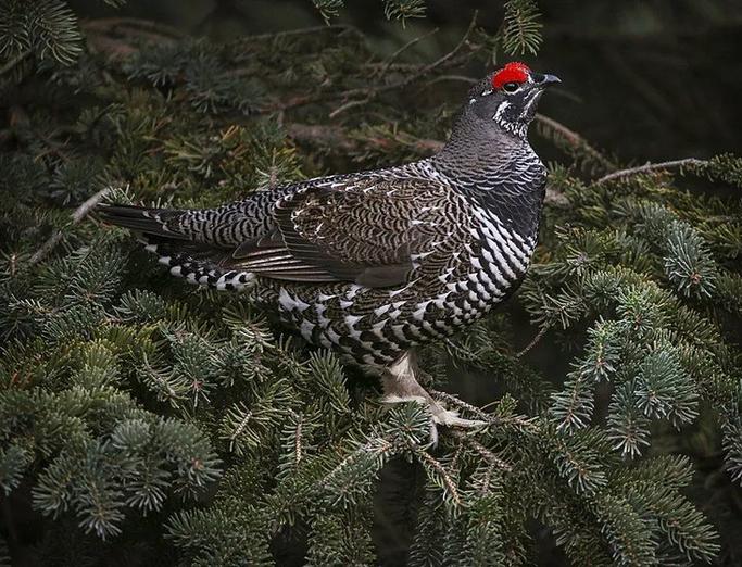 Spruce Grouse in its natural surroundings