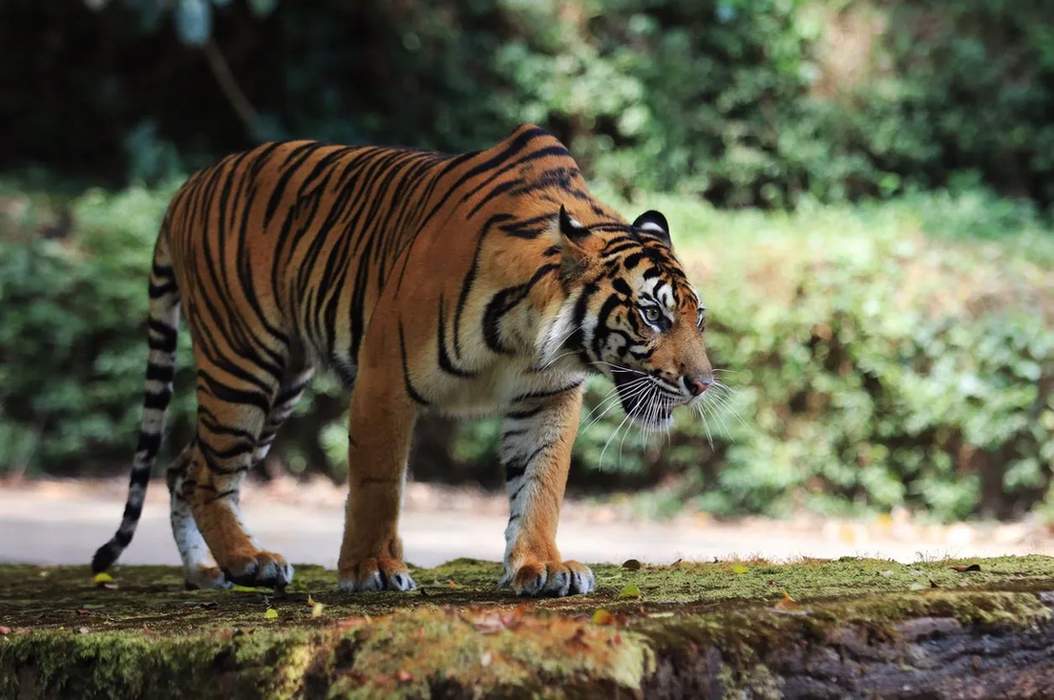 Fun Sumatran Tiger Facts For Kids | Kidadl