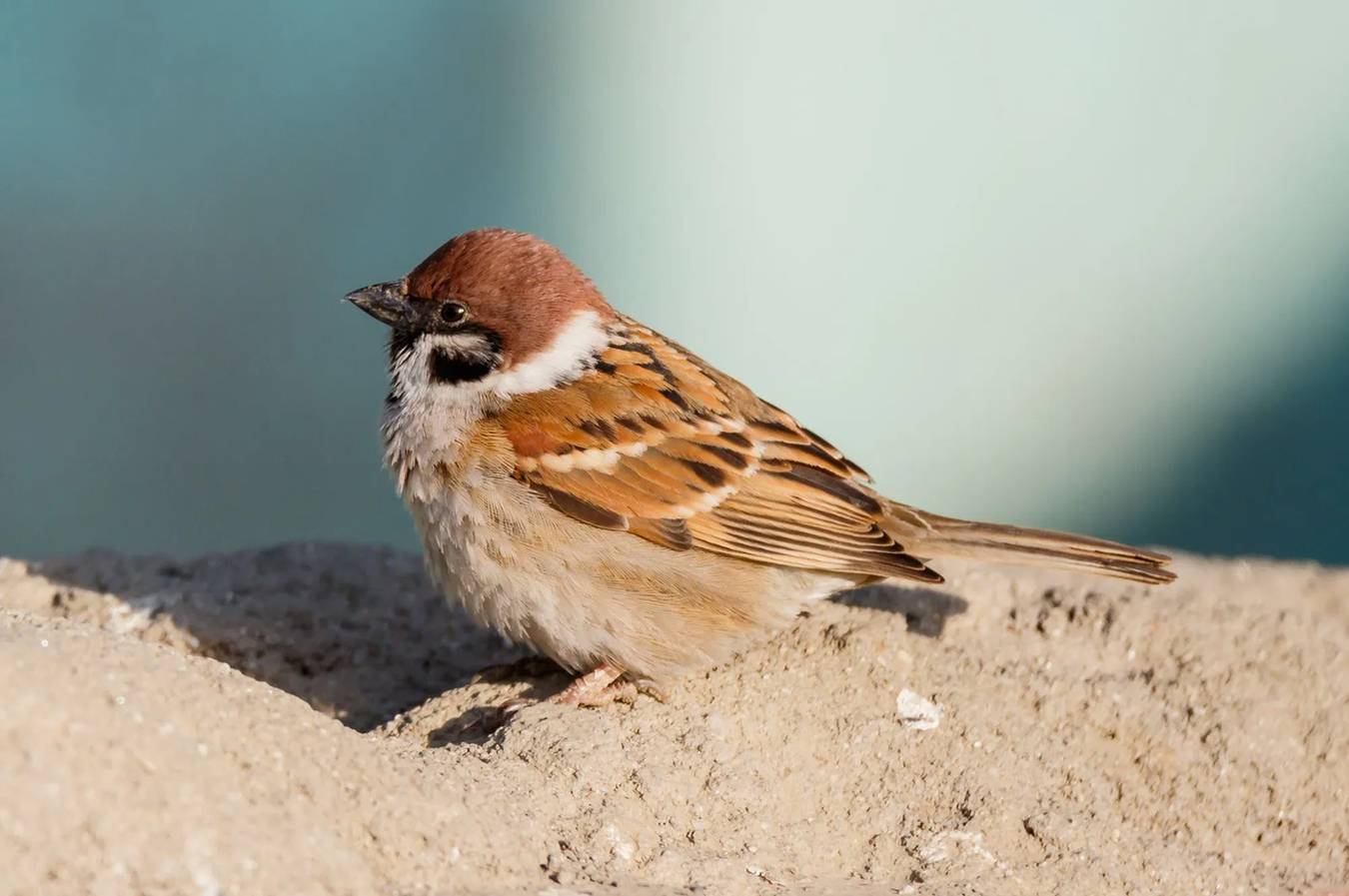 Facts about the preservation of Swamp Sparrows.