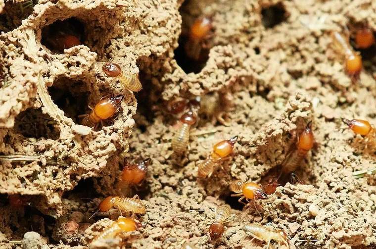 A termite nest is elevated above ground and made of mud.