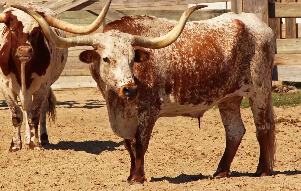 Important farm animals include Texas longhorns.