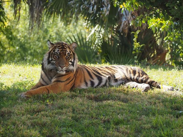 A tiger takes a break in the shade of a tree.
