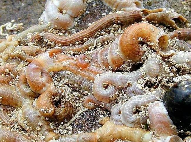 Tube worms at the ocean floor