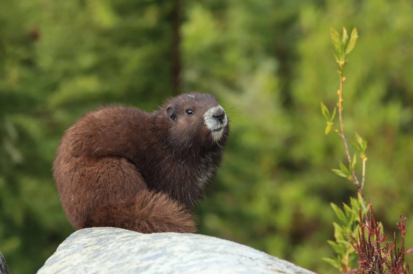 Fun Vancouver Island Marmot Facts For Kids | Kidadl