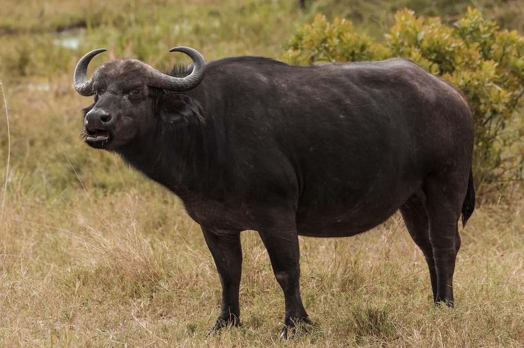 Water buffalo are untamed creatures.