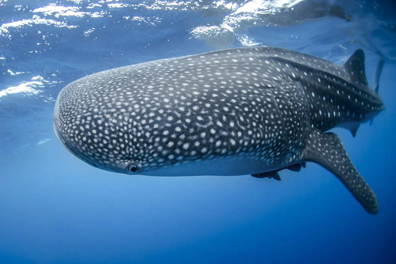 Whale sharks have distinct stripes and spots on their skin.