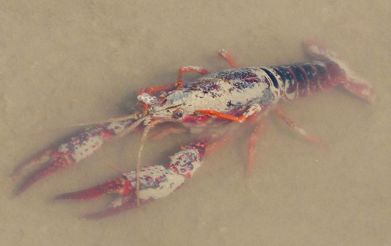 The white-clawed crayfish walks for food.
