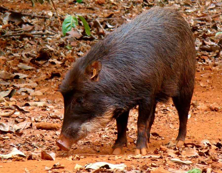 The gestation period of white-lipped peccaries is 162 days.