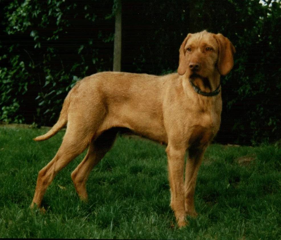 wirehaired vizsla shedding a lot