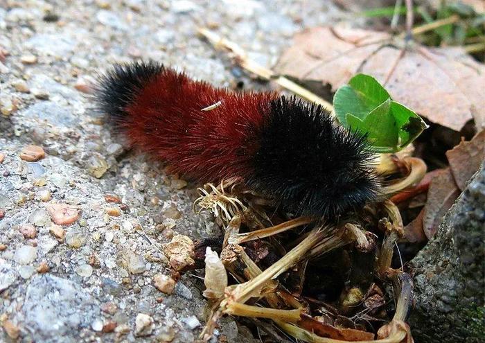 Facts about woolly bear caterpillars include their appearance, habitat, and characteristics.