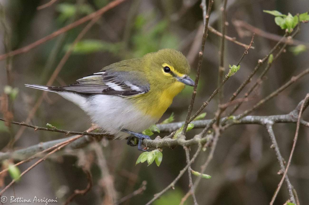 Yellow-throated vireos have bright yellow 'spectacles'.