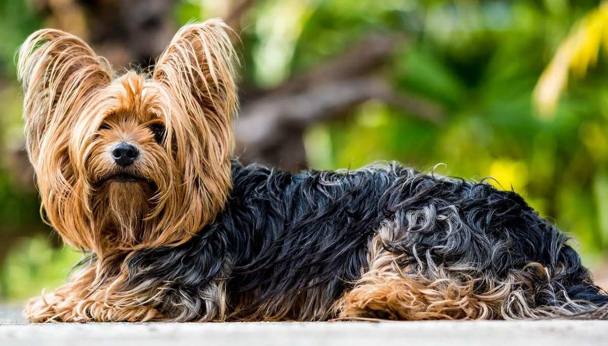 are yorkies born with long tails