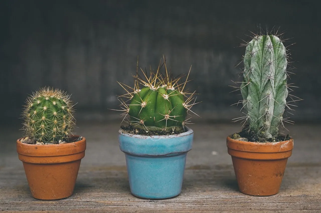 Do Cactus Have Seeds? Uncovering Secrets About Succulent Plants