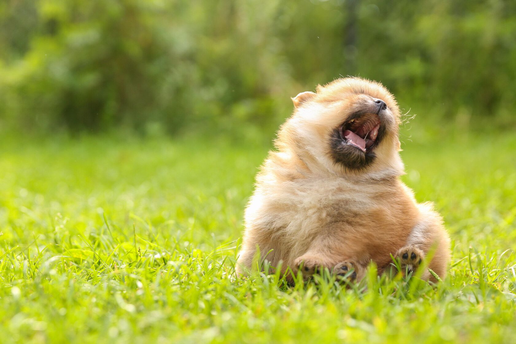 do dogs sneeze to show theyre playing