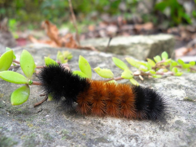 A fuzzy wooly bear caterpillar crawls along an old stone wall
