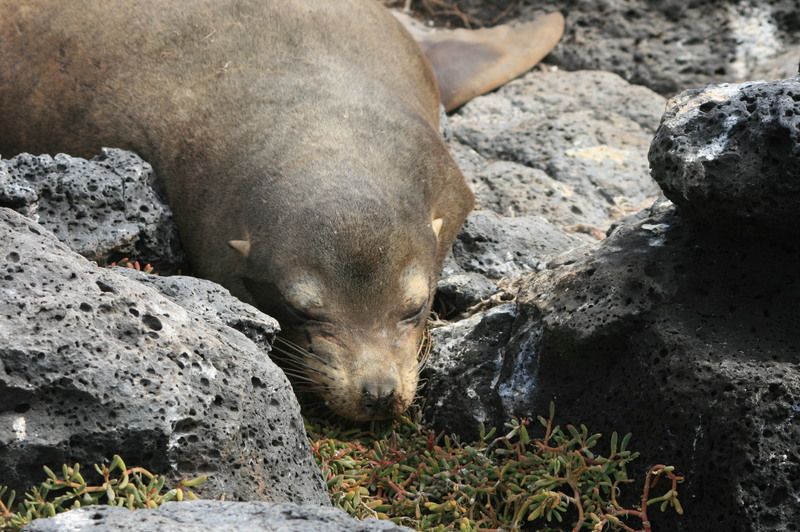 Galapagos Fur Seal 