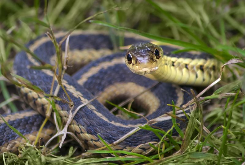 Common eastern Garter snake coiled in the grass