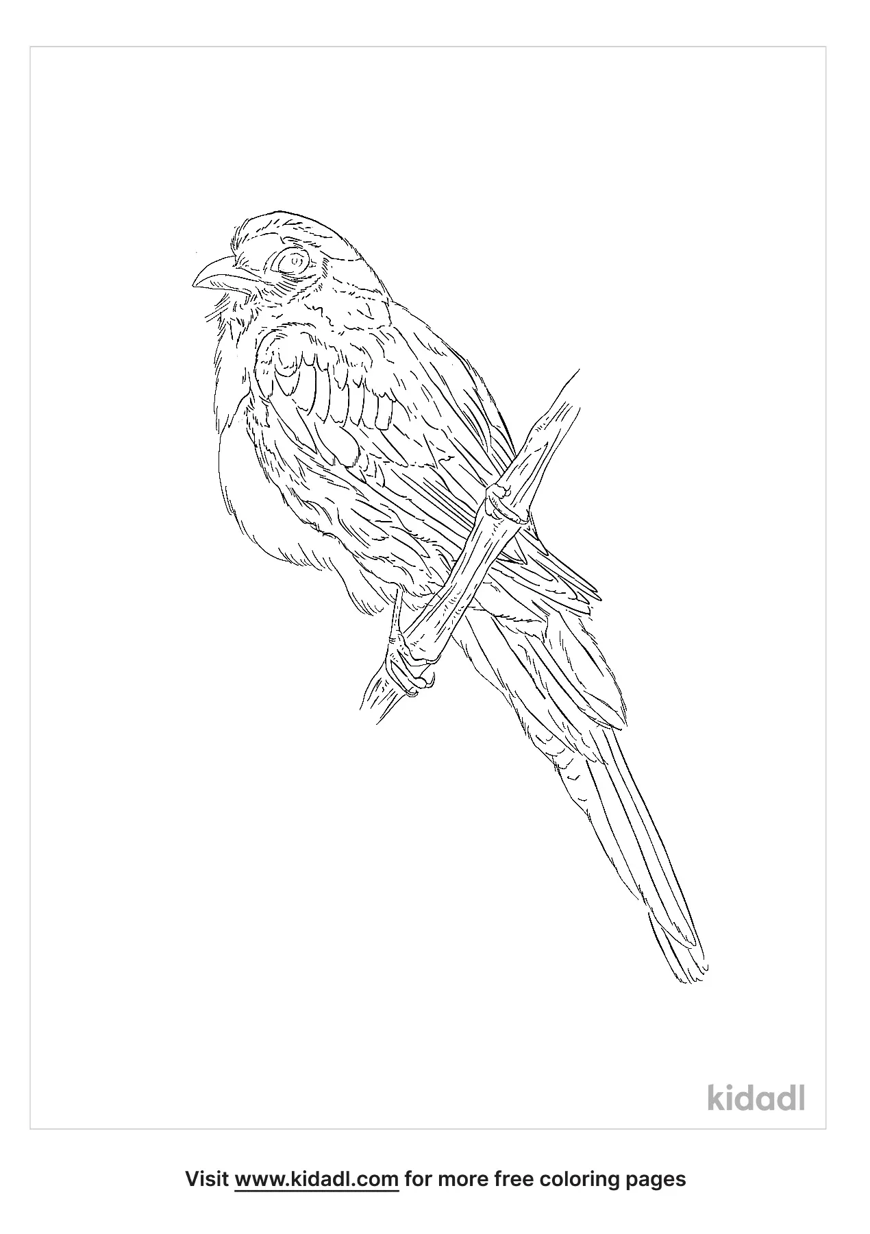 Loon Coloring Page | Free Birds Coloring Page | Kidadl