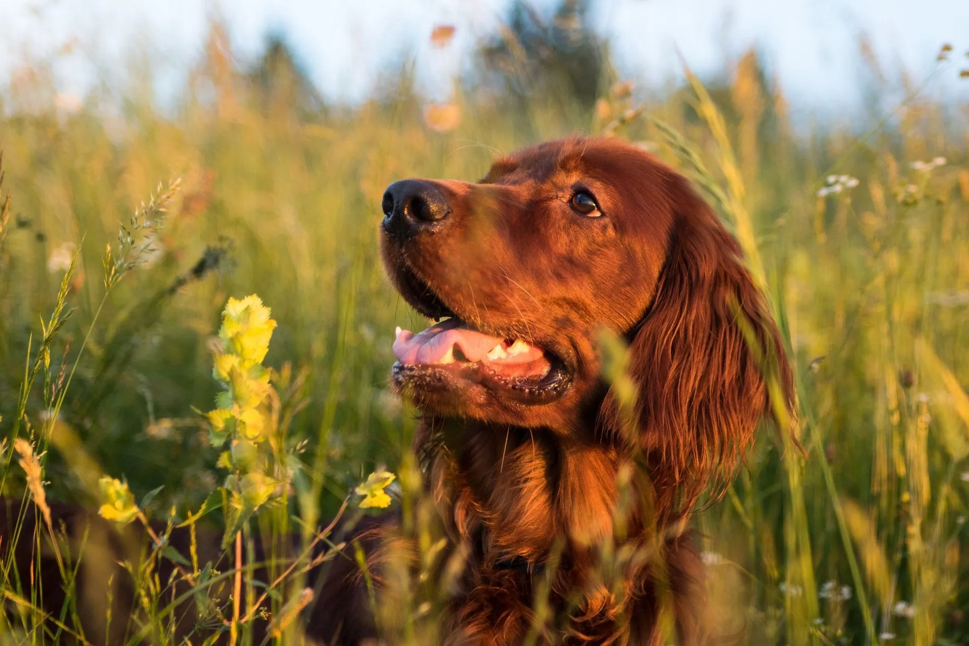 Irish Red SEtter dog is enjoying himself in the meadows between flowers