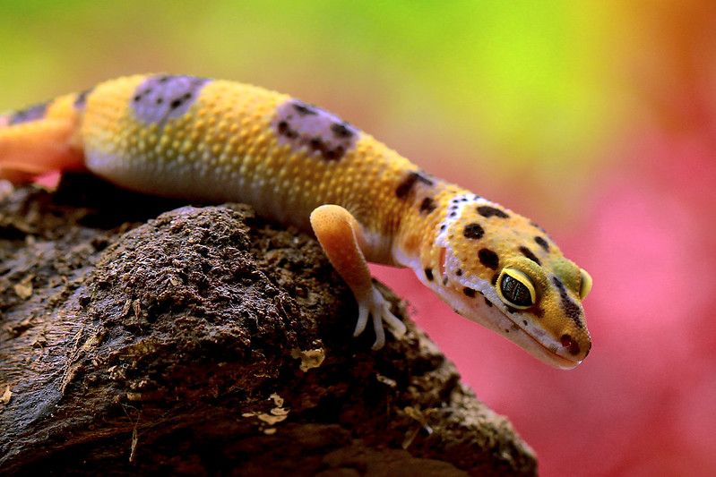 Leopard Gecko in wood.