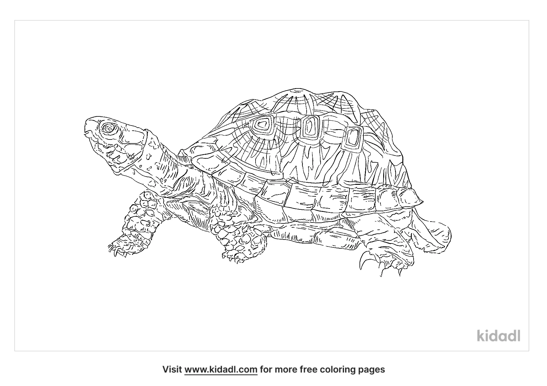 Free Geometric Tortoise Coloring Page | Coloring Page Printables | Kidadl
