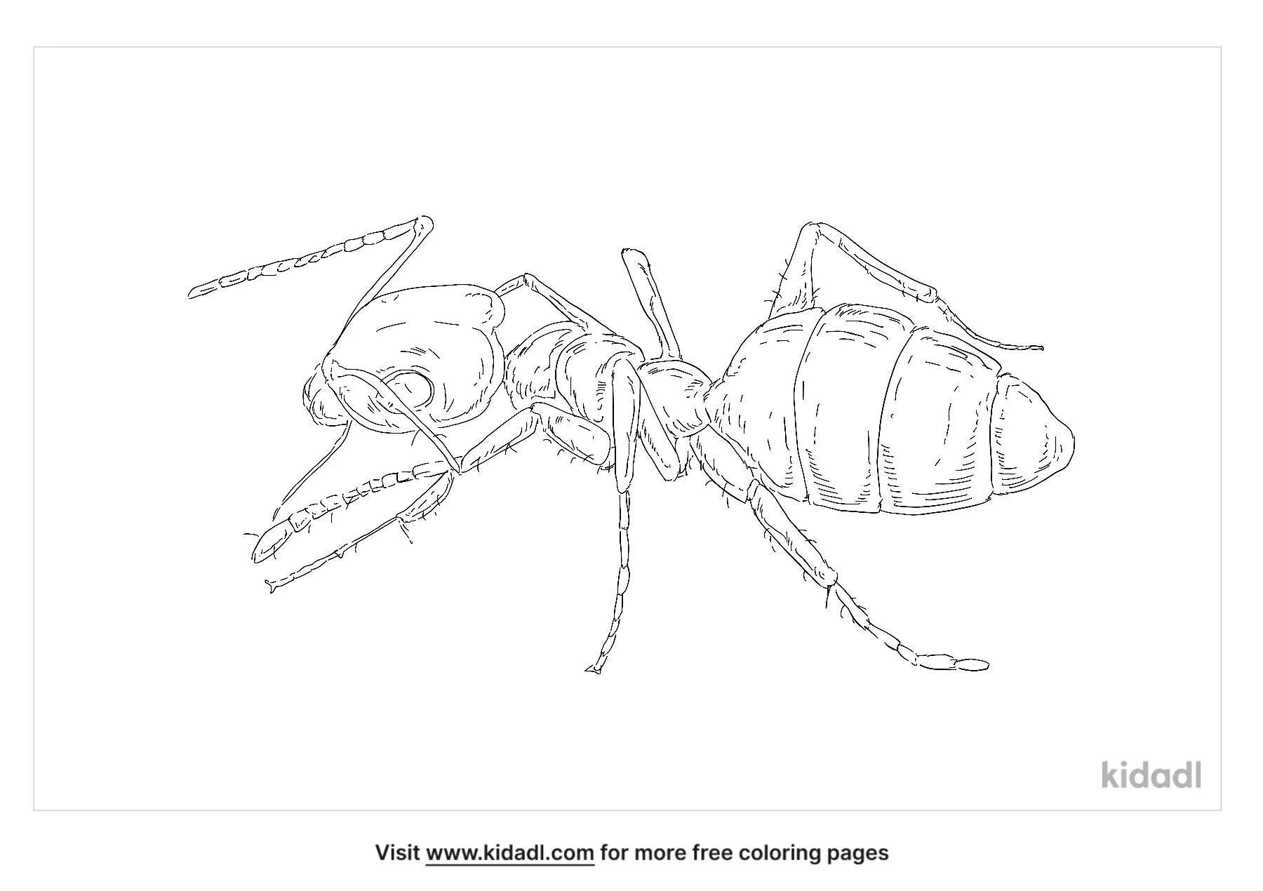 Ghost Ant Coloring Page