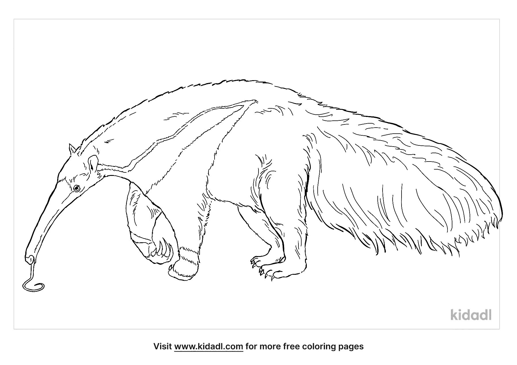 Giant Anteater Coloring Page   Free Mammals Coloring Page   Kidadl