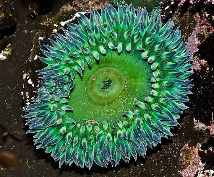 Giant green anemone is a sea anemone