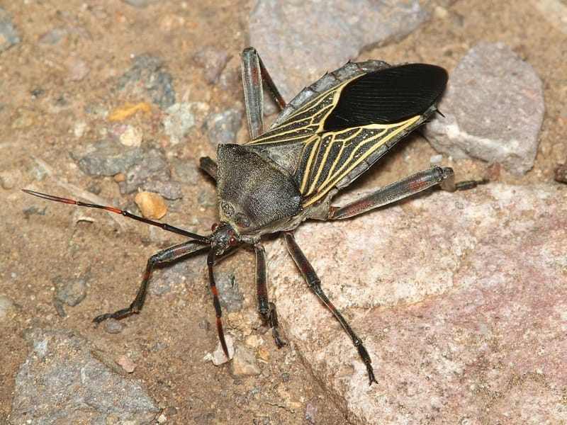 giant mesquite bug are commonly called true bugs