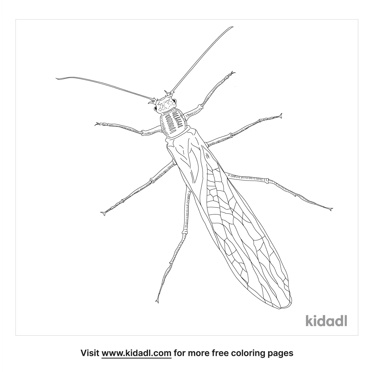 Giant Stonefly Coloring Page