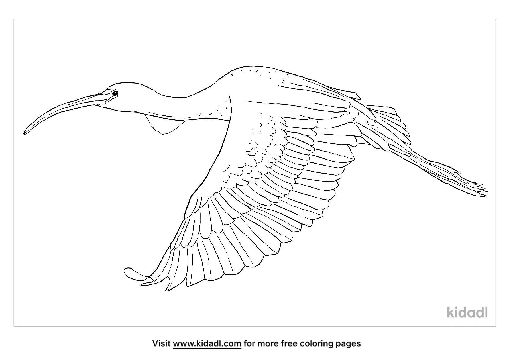 Glossy Ibis Coloring Page