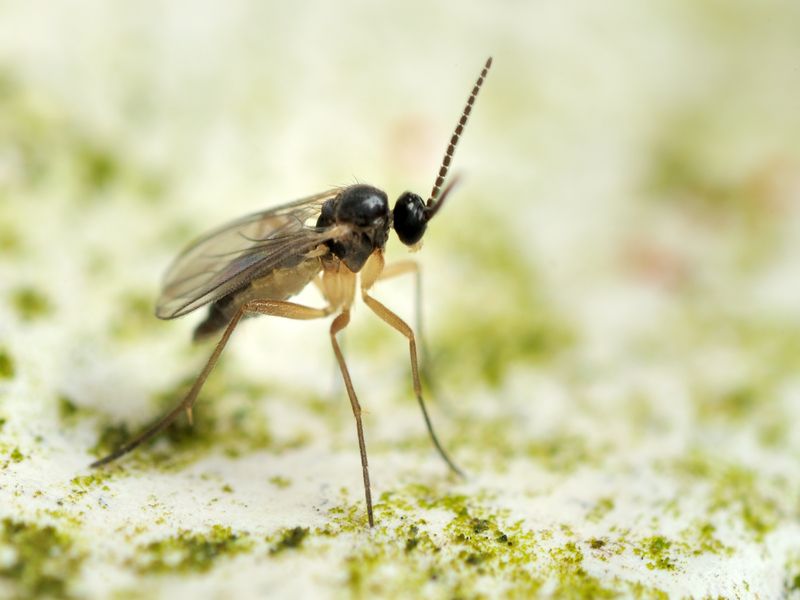 Gnat Facts Explained Where Do Gnats Come From? What Attracts Them